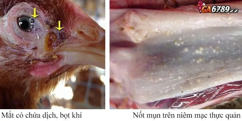 Triệu chứng thường thấy ở bệnh đậu ở gà