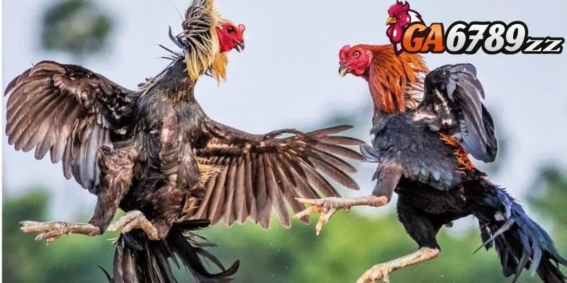 Lối chơi độc đáo của gà đá hầu