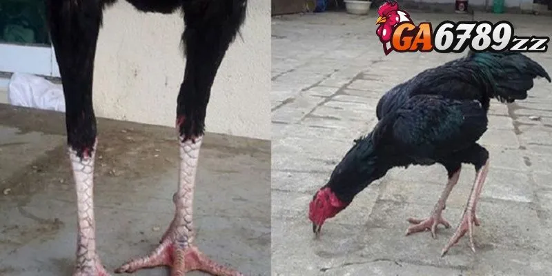 Một số dòng gà chân trắng nổi bật mà bạn nên biết