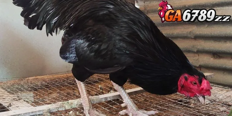 Khả năng thi đấu của dòng gà Peru