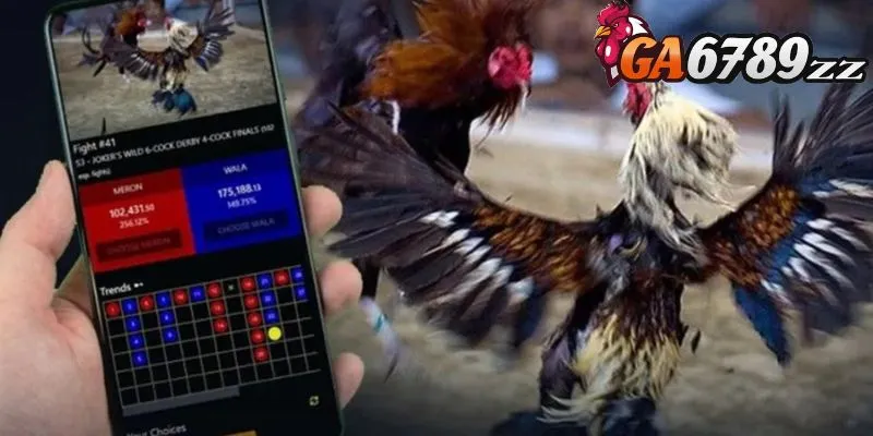 Giới thiệu sảnh đá gà ODIN Gamecock