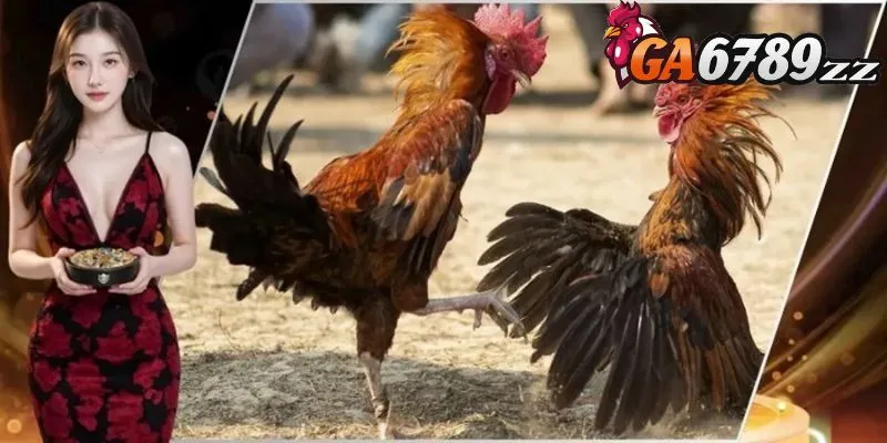 Những điểm nổi bật của đá gà Odin Gamecock