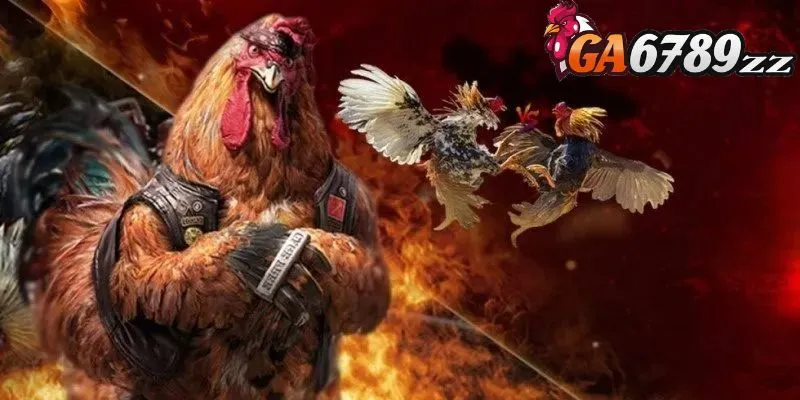 Loại hình đá gà phổ biến tại sảnh đá gà ODIN