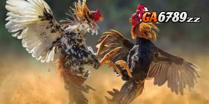 Tham gia đá gà SV388 ngay hôm nay tại Ga6789 để nhận ưu đãi lớn