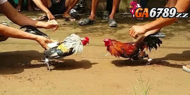 Khám phá đá gà Thomo Ga6789