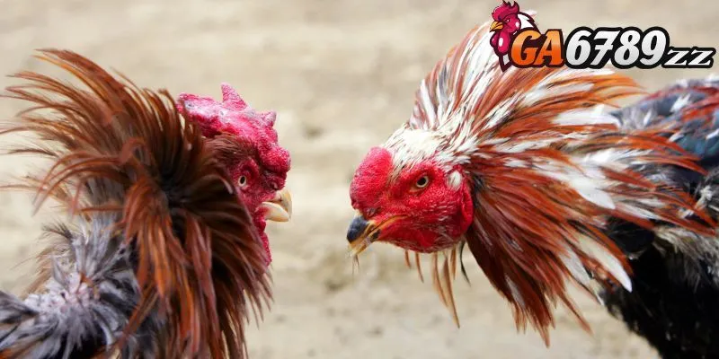 Những điểm hấp dẫn khiến đá gà Thomo