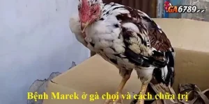 Benh-Marek-1