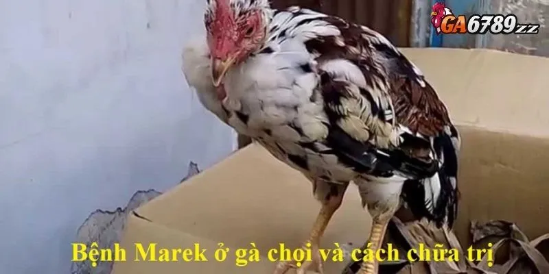 Benh-Marek-1