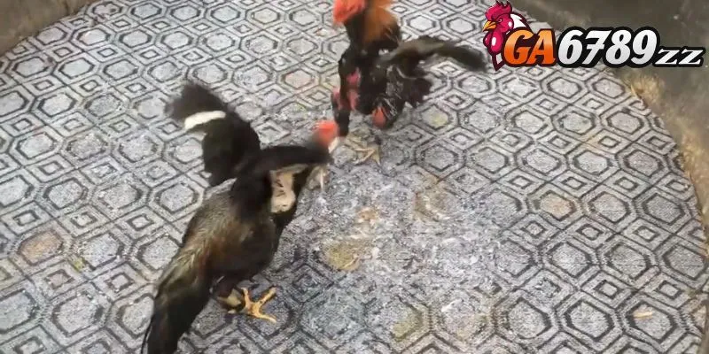 ga-da-hau-la-gi-1