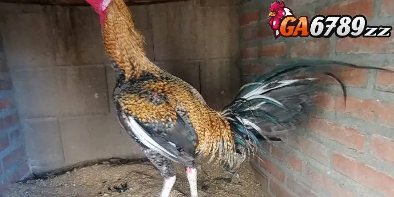 giong-ga-Peru-1
