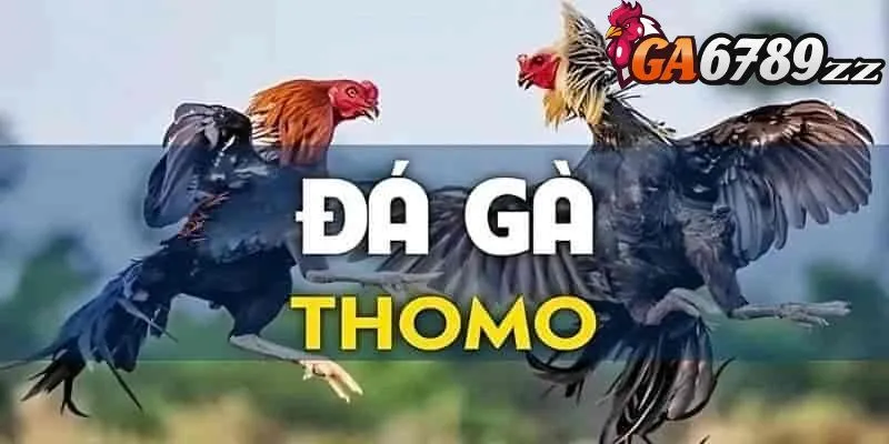 truc-tiep-da-ga-Thomo-1