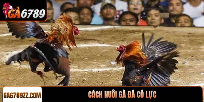 Cách nuôi gà đá có lực - Chiến kê sở hữu sức mạnh bền bỉ