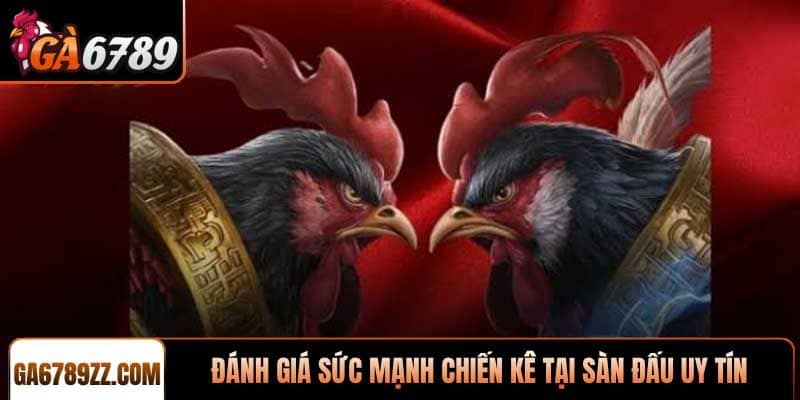 Đánh giá sức mạnh chiến kê tại sàn đấu uy tín