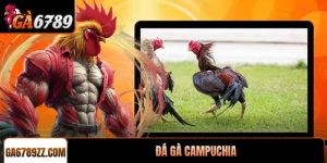 Đá gà Campuchia trực tuyến chuyên nghiệp tại GA6789 uy tín
