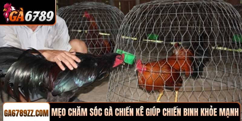 Mẹo chăm sóc gà chiến kê giúp chiến binh khỏe mạnh