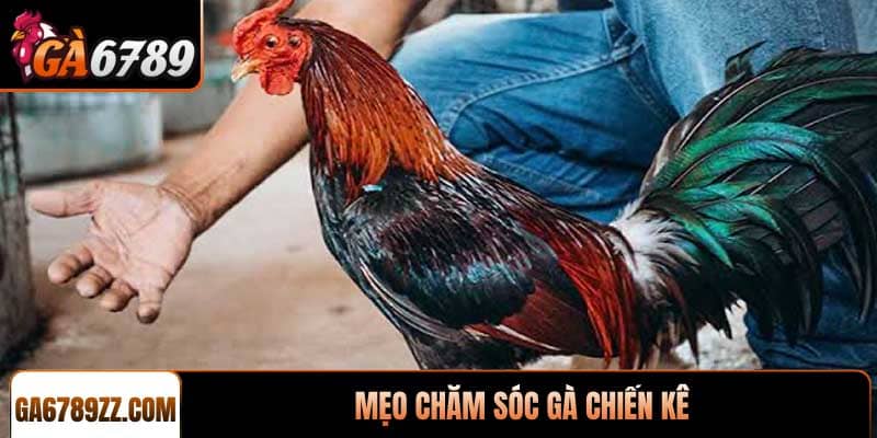 Mẹo chăm sóc gà chiến kê đạt phong độ đỉnh cao