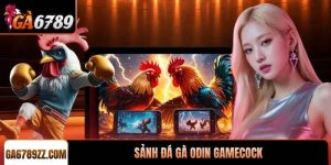 Sảnh đá gà ODIN Gamecock giải trí trực tuyến đỉnh cao
