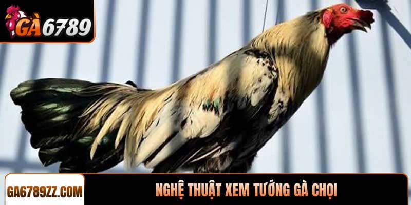 Nghệ thuật xem tướng gà chọi